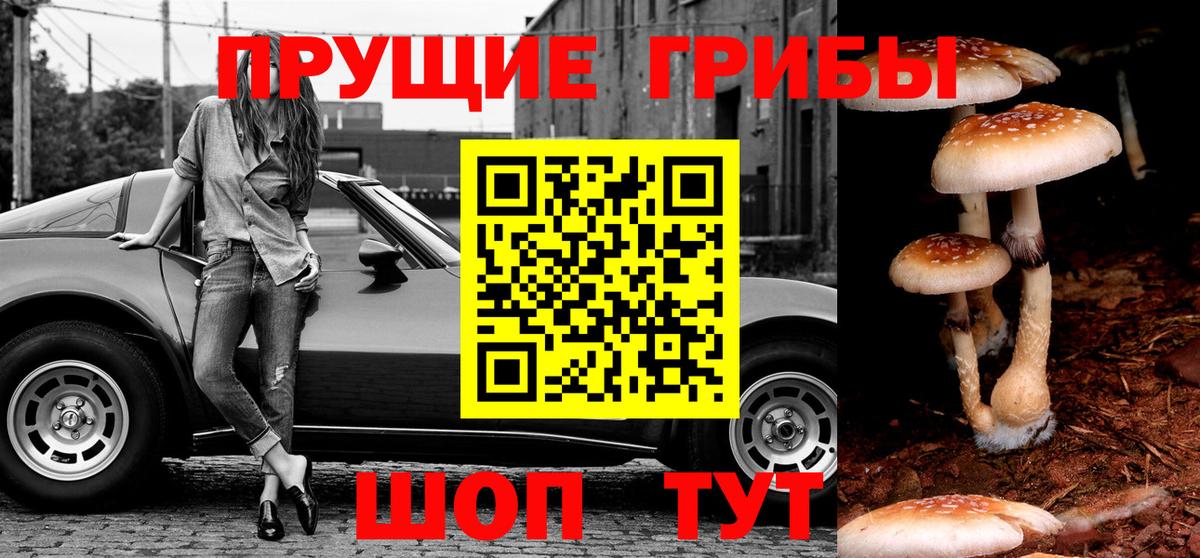 Галлюциногенные грибы Psilocybine cubensis Петропавловск-Камчатский